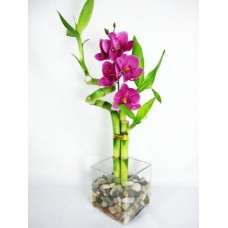 9GreenBox - Live Spiral 3 Style Lucky Bamboo Plant Arrang w/ silk Orchid & Glass Vase & Stone   